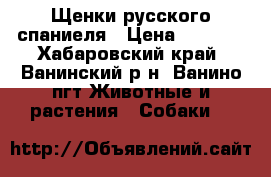 Щенки русского спаниеля › Цена ­ 5 000 - Хабаровский край, Ванинский р-н, Ванино пгт Животные и растения » Собаки   